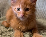 Кошки в Москве: Рыжий котенок  Мальчик, 45 000 руб. - фото 2