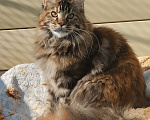 Кошки в Казани: Котенок мейн-кун Девочка, 40 000 руб. - фото 3
