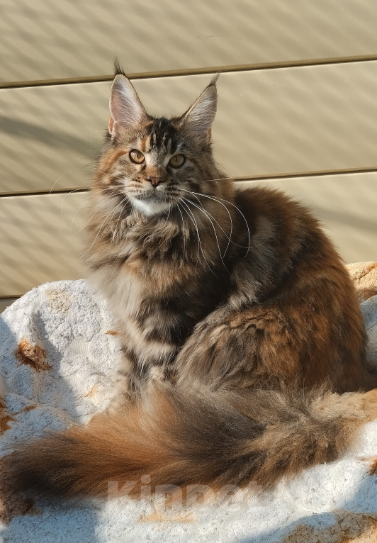 Кошки в Казани: Котенок мейн-кун Девочка, 40 000 руб. - фото 3