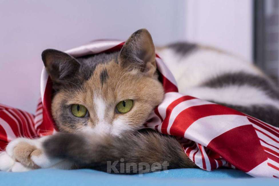 Кошки в Москве: кошка Манюня ищет дом Девочка, Бесплатно - фото 8