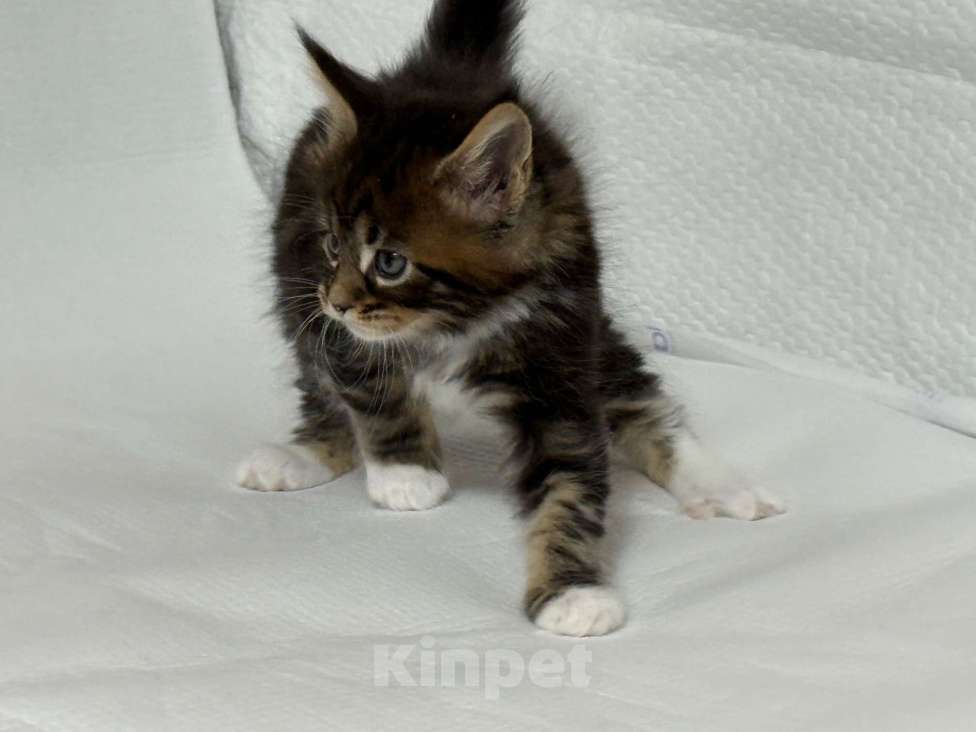 Кошки в Новосибирске: Шикарный кот Мальчик, 50 000 руб. - фото 1