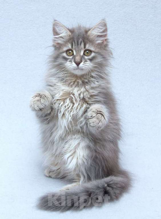 Кошки в Москве: Три пушистых котёнка в добрые руки Девочка, Бесплатно - фото 9