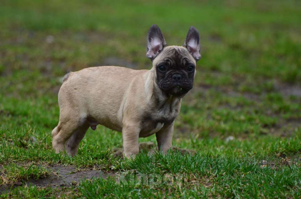 Собаки в Старом Купавне: Дружочек Мальчик, 40 000 руб. - фото 1