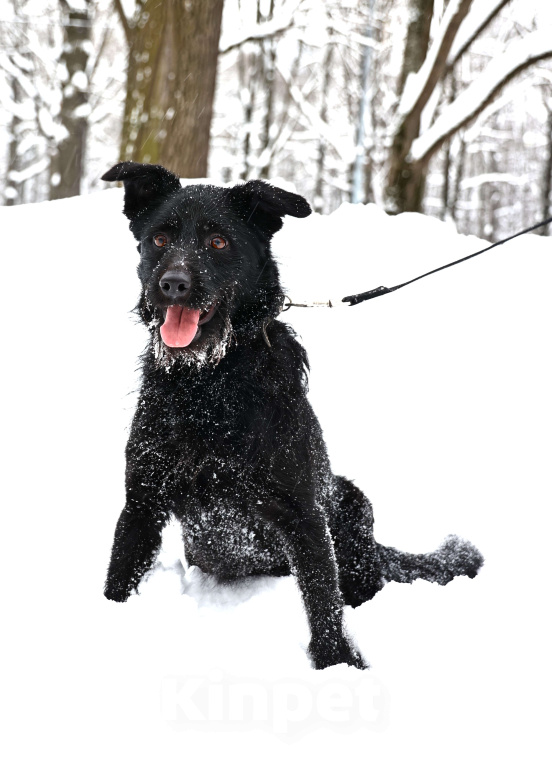Собаки в Москве: Собака бесплатно Москва Мальчик, Бесплатно - фото 8