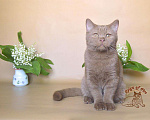 Кошки в Краснодаре: Британский котик к/ш Мальчик, Бесплатно - фото 3