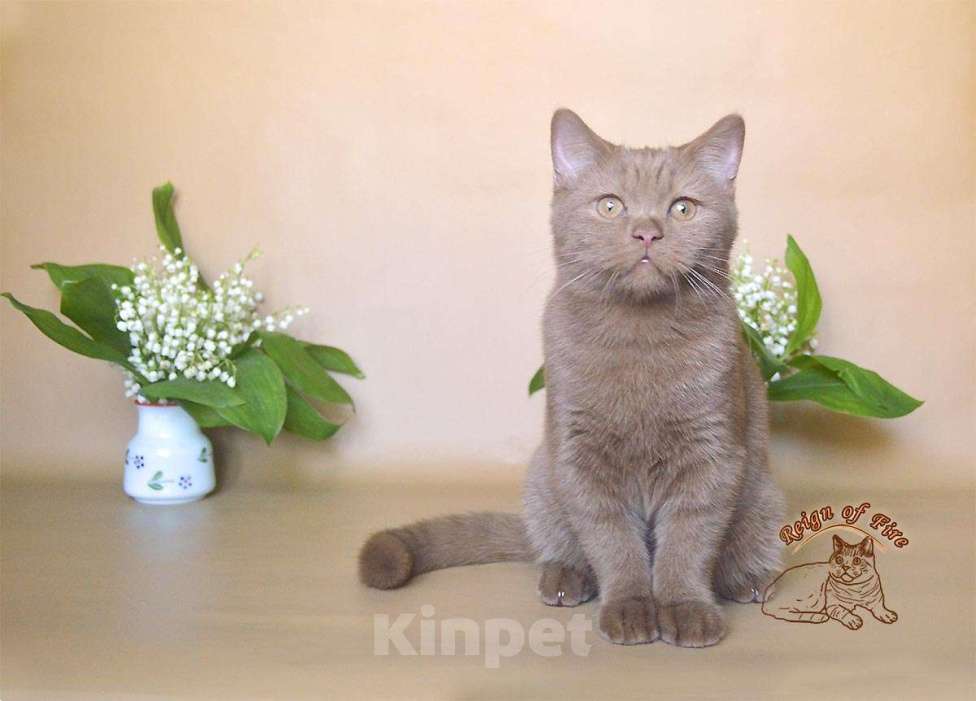 Кошки в Краснодаре: Британский котик к/ш Мальчик, Бесплатно - фото 3