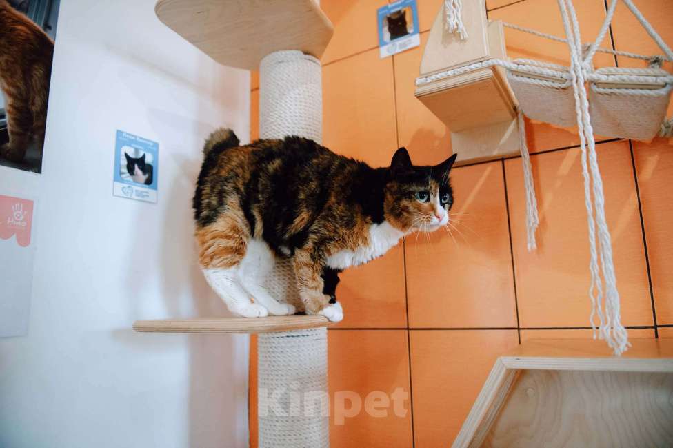 Кошки в других городах Московской области: Подарите Джули счастье Девочка, Бесплатно - фото 7