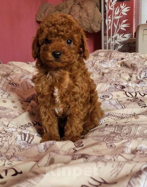 Собаки в Москве: Малыши той пуделя Девочка, 120 000 руб. - фото 4