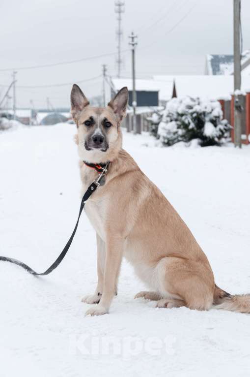 Собаки в Ногинске: Криста- небольшая собачка в поисках семьи Девочка, Бесплатно - фото 8