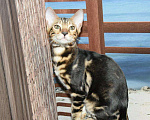 Кошки в Александровске-Сахалинском: Бенгальские котята, 10 000 руб. - фото 5