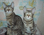 Кошки в Острогожске: Ориентальные котята, 10 000 руб. - фото 5