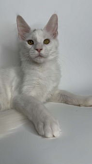 Мейн-кун котенок