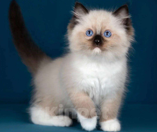 Кошки в Москве: Рэгдолл котята  Мальчик, 120 000 руб. - фото 1