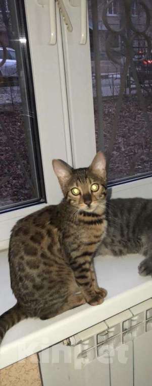 Кошки в Мытищах: Потерялась кошка Девочка, 10 руб. - фото 2