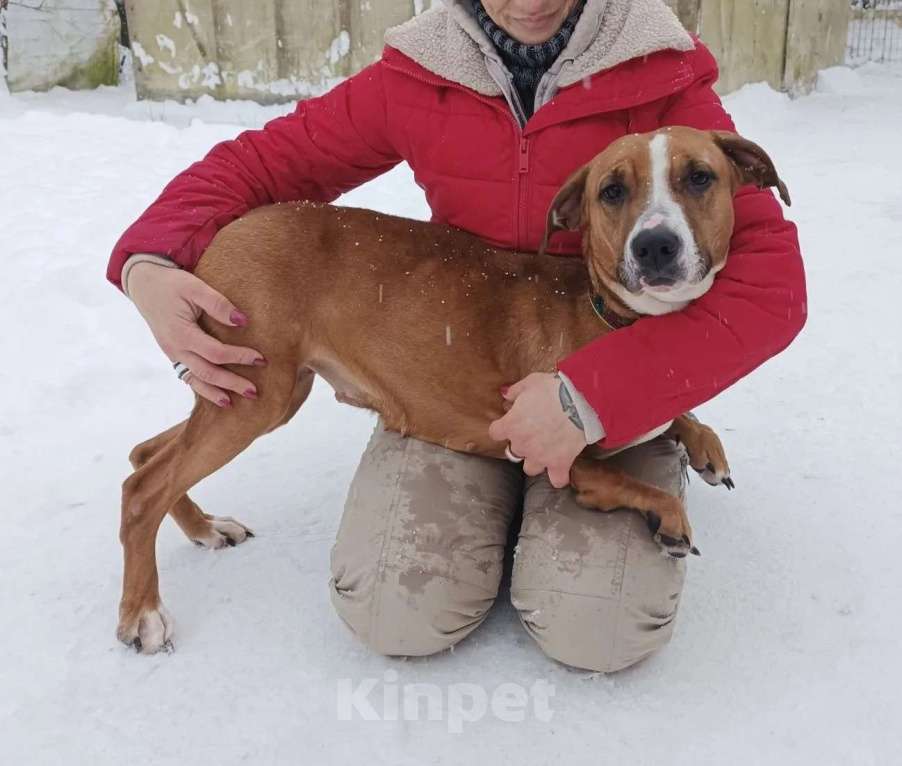 Собаки в Санкт-Петербурге: Мусенька в добрые руки Девочка, Бесплатно - фото 4