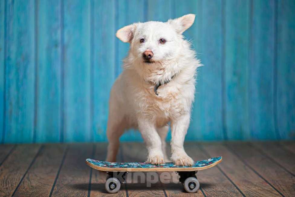 Собаки в Москве: Маленький белый пёс Эдвиг в добрые руки Мальчик, 1 руб. - фото 5