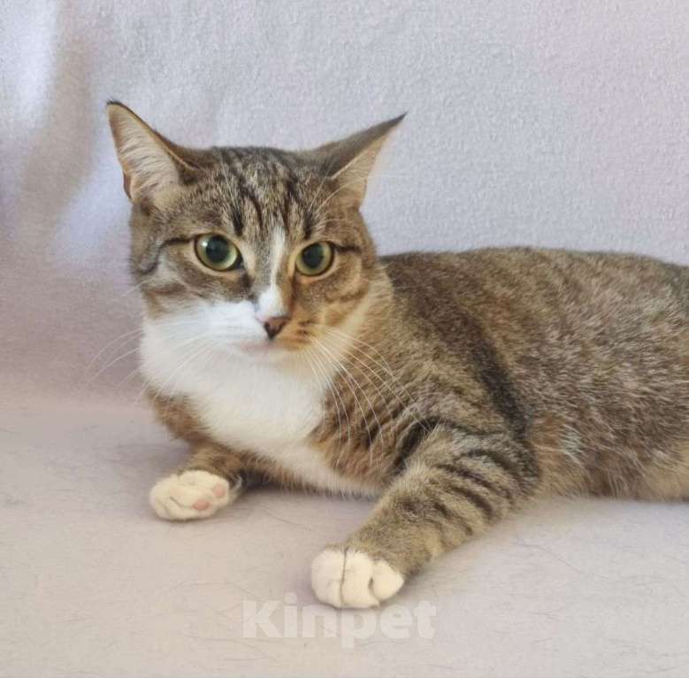 Кошки в Москве: Алису не замечают из-за "слишком обычной" внешности Девочка, Бесплатно - фото 5