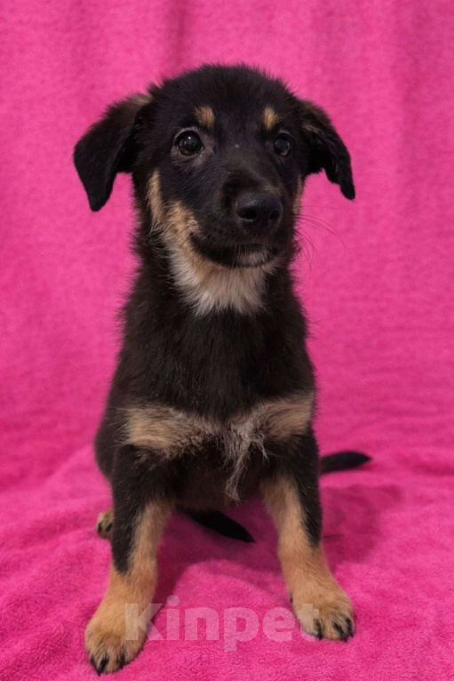 Собаки в Москве: Девочка щенок Гайка ищет дом Девочка, Бесплатно - фото 2