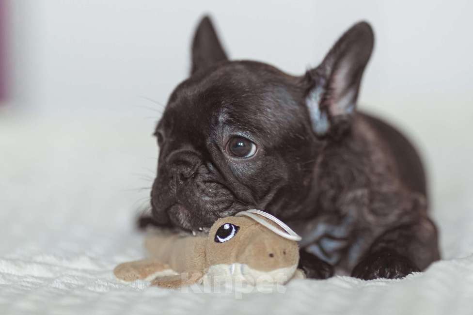 Собаки в Ярославле: Французский бульдог Мальчик, 50 руб. - фото 3