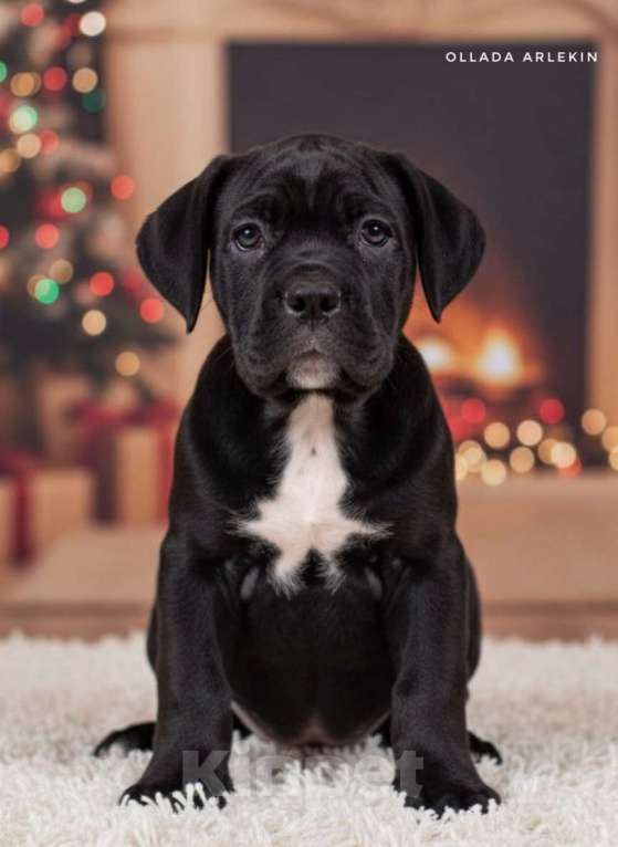 Собаки в Москве: Чёрная девочка кане корсо Девочка, 90 000 руб. - фото 4