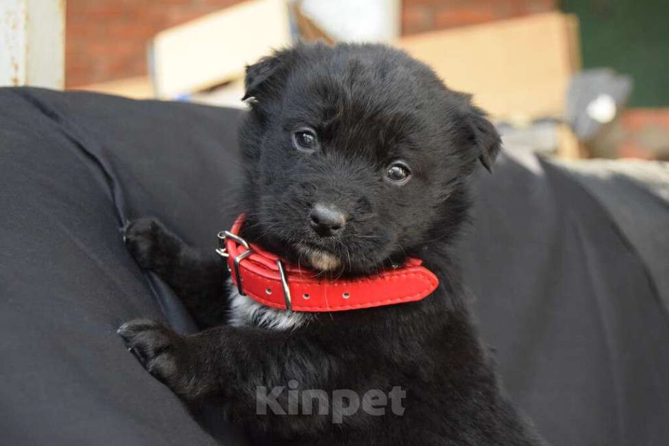 Собаки в Краснодаре: Отдам щенка, 2 месяца Мальчик, 10 руб. - фото 1