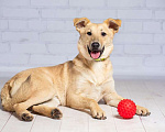 Собаки в Москве: Рыжий щенок — метис лабрадора Симба в добрые руки Мальчик, 1 руб. - фото 2
