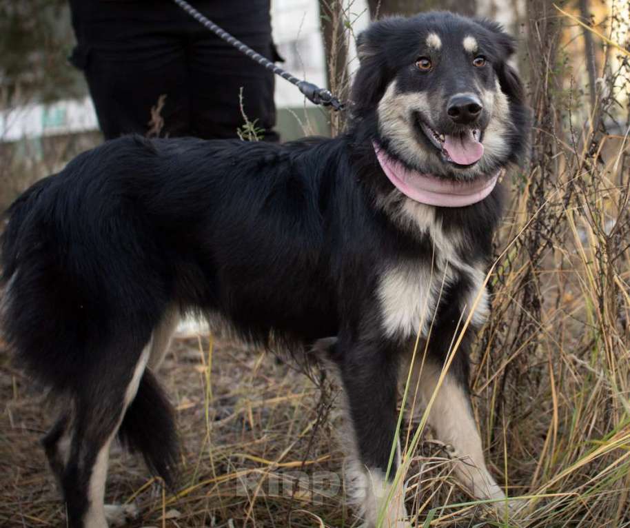 Собаки в Раменском: Застенчивая девочка в хорошие руки Девочка, Бесплатно - фото 4