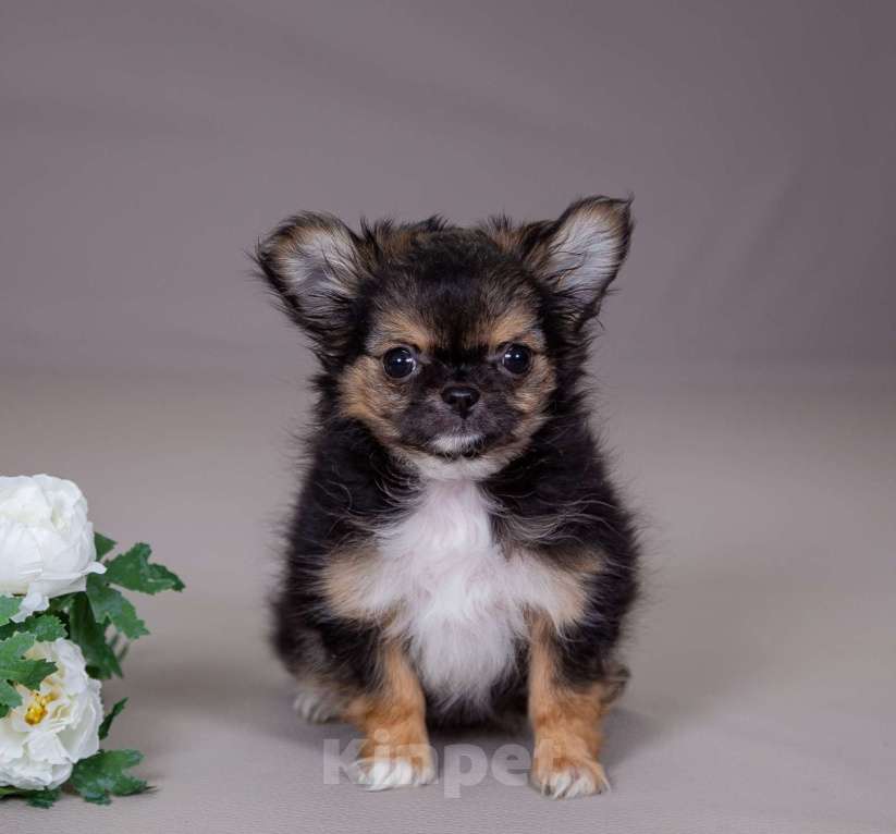 Собаки в Богдане: Щенки чихуахуа  Девочка, 35 000 руб. - фото 3