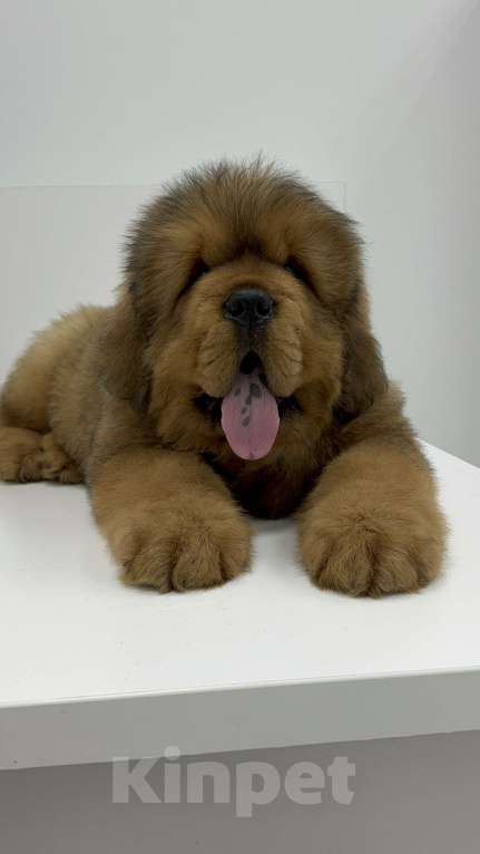 Собаки в Москве: Девочка Голубая лента  Девочка, 350 руб. - фото 3