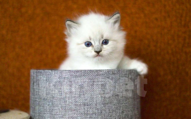 Кошки в Санкт-Петербурге: котенок невская маскарадная Девочка, 60 000 руб. - фото 3