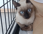 Кошки в Химках: Тайский котенок-подросток Мальчик, Бесплатно - фото 2