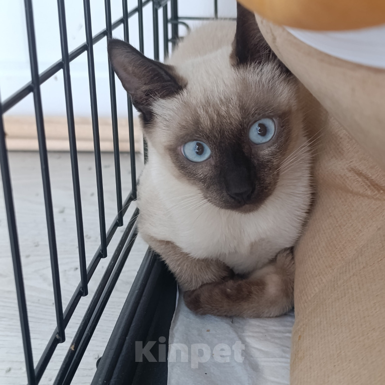 Кошки в Химках: Тайский котенок-подросток Мальчик, Бесплатно - фото 2