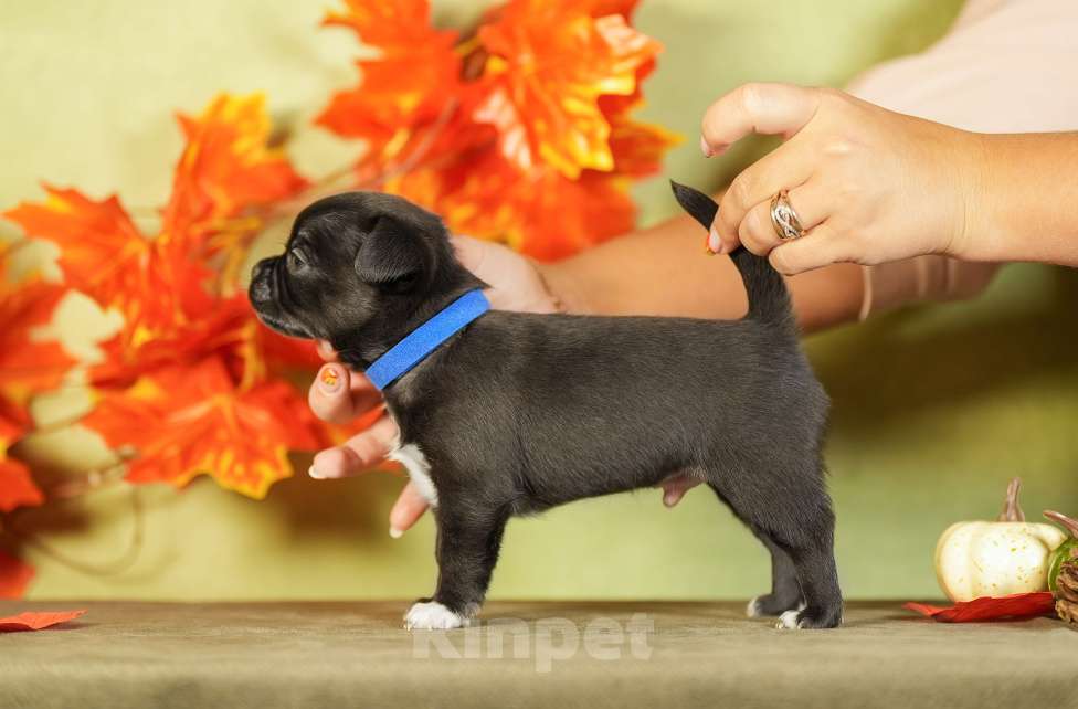 Собаки в Выборге: Мальчик чихуахуа гладкошерстный Мальчик, 45 000 руб. - фото 3