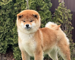 Собаки в Москве: Сиба-ину щенок девочка Девочка, 55 000 руб. - фото 3