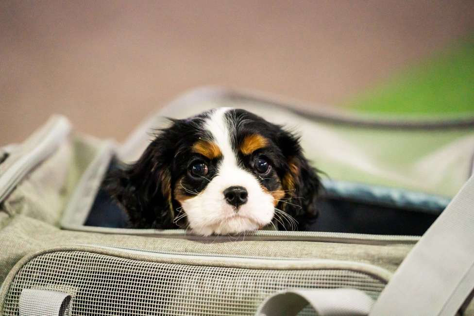 Собаки в Тайшете: Продаётся щенок-мальчик кавалер кинг спаниель Мальчик, 60 000 руб. - фото 3