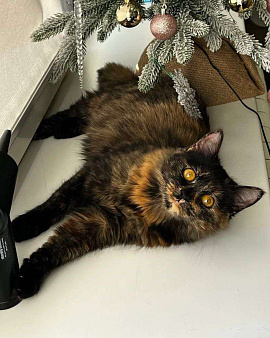 Котенок Нюся ищет дом