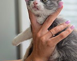 Кошки в Краснодаре: Котёнок-девочка в добрые руки Девочка, Бесплатно - фото 3