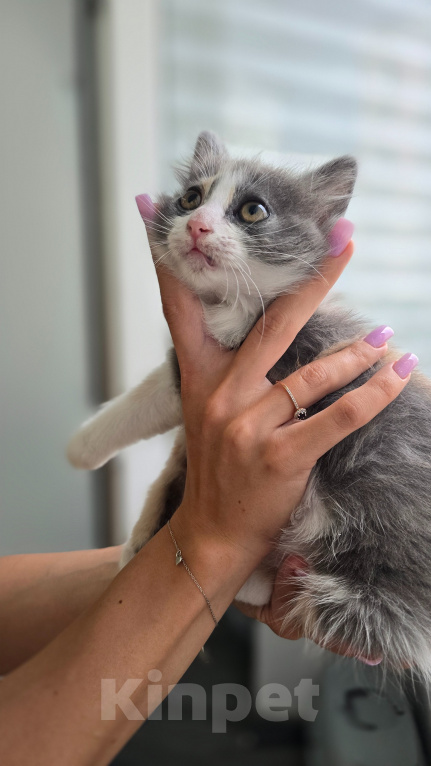Кошки в Краснодаре: Котёнок-девочка в добрые руки Девочка, Бесплатно - фото 3