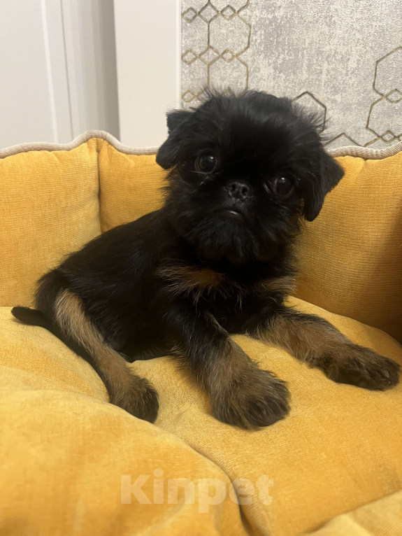 Собаки в Перми: Шикарные щенки бельгийского гриффона Девочка, 40 000 руб. - фото 2