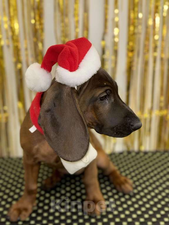 Собаки в Санкт-Петербурге: Баварская горная гончая ! Девочка Виолетта! Девочка, 80 000 руб. - фото 3