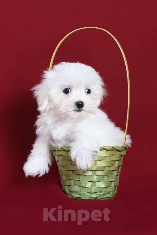 Собаки в Курске: Мальтийская болонка щенок Мальчик, Бесплатно - фото 2