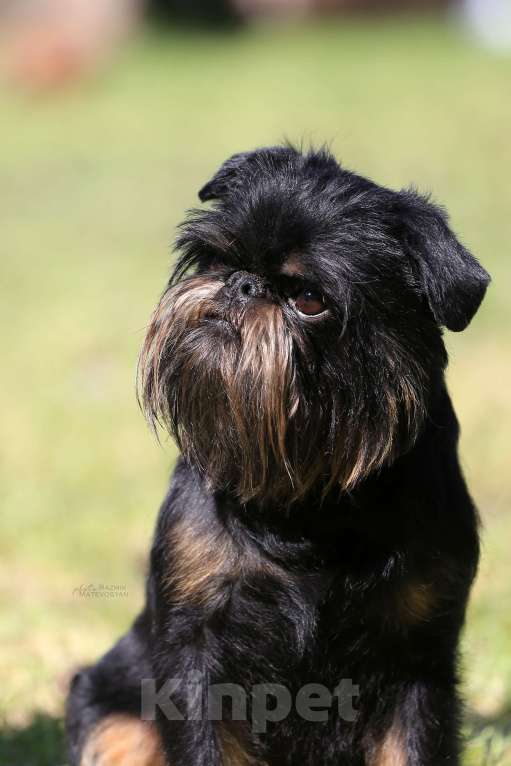 Собаки в Ульяновске: титулованный кобель бельгийского гриффона Мальчик, Бесплатно - фото 2