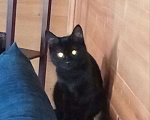 Кошки в Москве: котенок Блэки ищет дм  Девочка, Бесплатно - фото 2