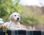 Собаки в Воронеже: Шикарный щенок золотистого ретривера  Мальчик, 40 000 руб. - фото 4