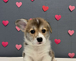 Собаки в Кургане: Щенок вельш корги пемброк, сука Девочка, 50 000 руб. - фото 2