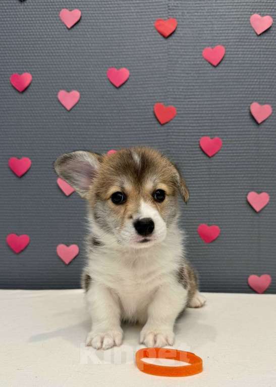 Собаки в Кургане: Щенок вельш корги пемброк, сука Девочка, 50 000 руб. - фото 2