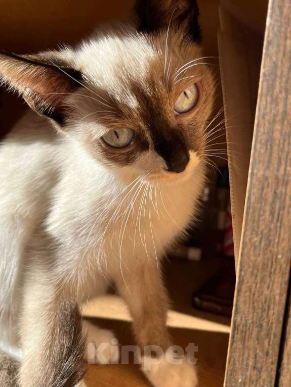 Кошки в Москве: котята в добрые руки  Мальчик, Бесплатно - фото 4