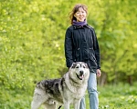 Собаки в Видном: Акелла, метис маламута 5 лет Мальчик, Бесплатно - фото 5
