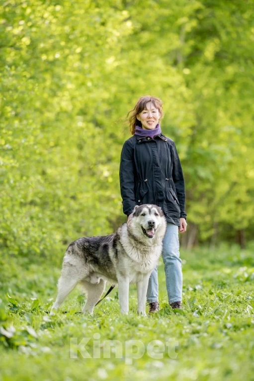 Собаки в Видном: Акелла, метис маламута 5 лет Мальчик, Бесплатно - фото 5
