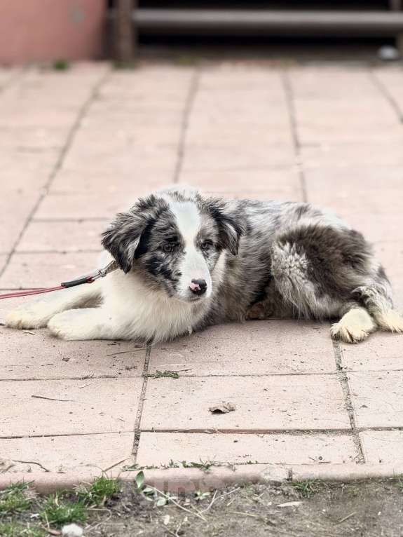 Собаки в Москве: Щенок бордер-колли Мальчик, 65 000 руб. - фото 4